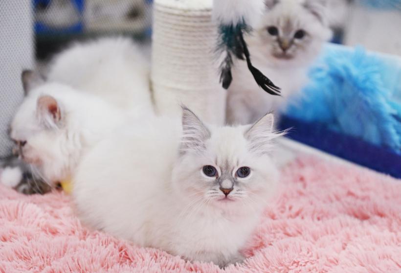 Românii, cei mai mari iubitori de pisici din Europa 18888548