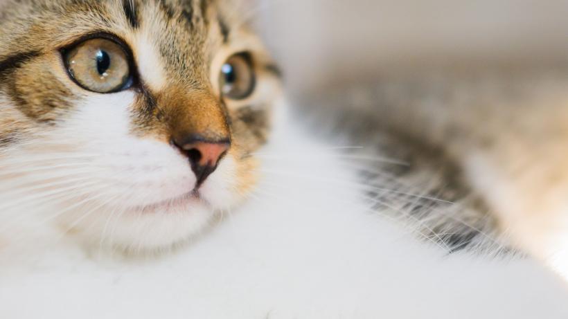 Românii, cei mai mari iubitori de pisici din Europa 18888550