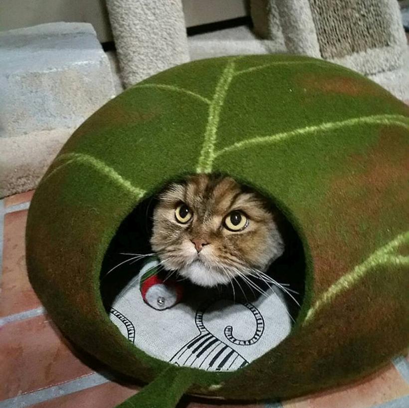 Românii, cei mai mari iubitori de pisici din Europa 18888551