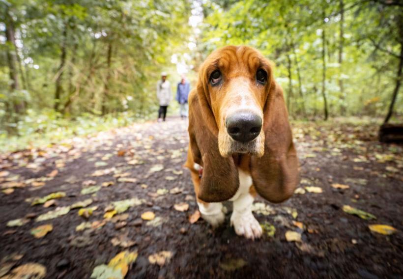 10 rase de câini cu cel mai dezvoltat simț al mirosului