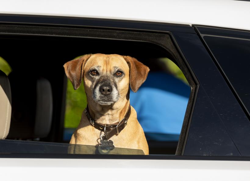 Rozătorii: 10 rase de câini care distrug și mestecă tot ce prind 18889151