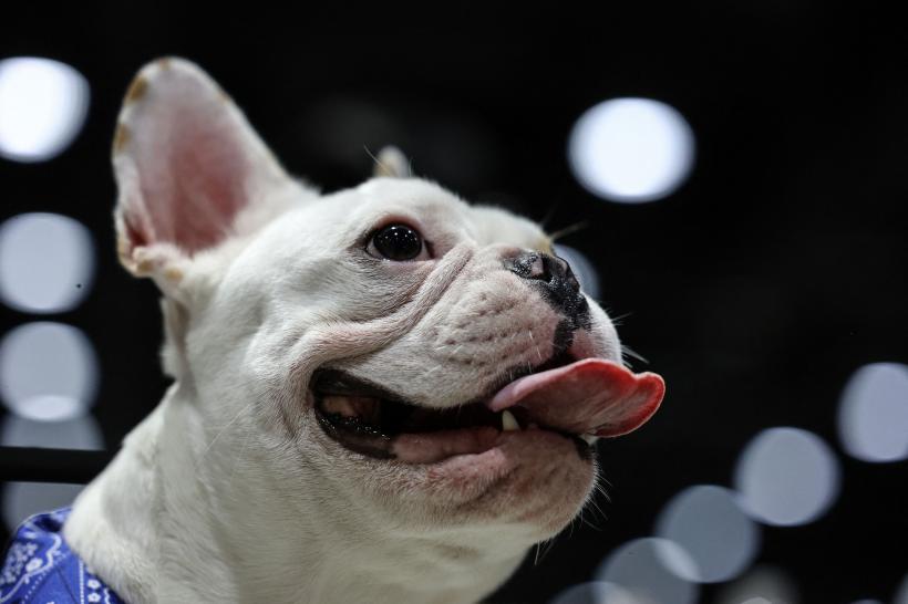 Rozătorii: 10 rase de câini care distrug și mestecă tot ce prind