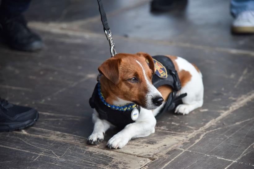 Rozătorii: 10 rase de câini care distrug și mestecă tot ce prind 18889203