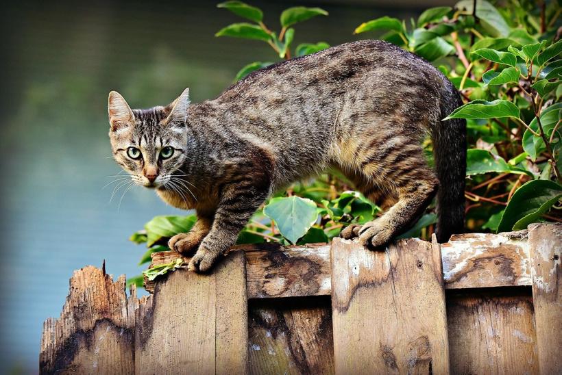 Patrule într-un oraș pentru găsirea unei pisici care a căzut într-un rezervor cu substanțe chimice
