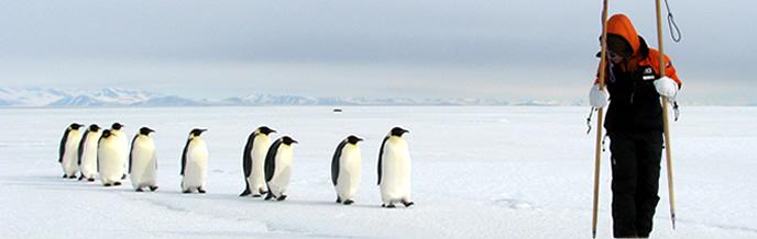 Populaţia de pinguini imperiali este în declin 