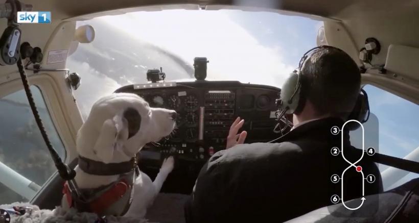 6 calități unice ale rasei de câini Staffordshire Bull Terrier 18889515