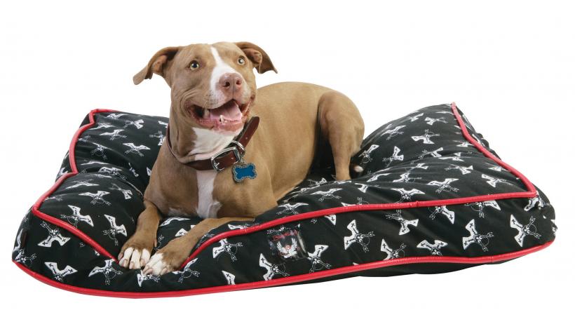 6 calități unice ale rasei de câini Staffordshire Bull Terrier 18889518