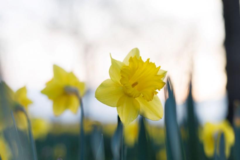 Prognoza pentru următoarele patru săptămâni: Temperaturi mai ridicate decât cele normale 18889622