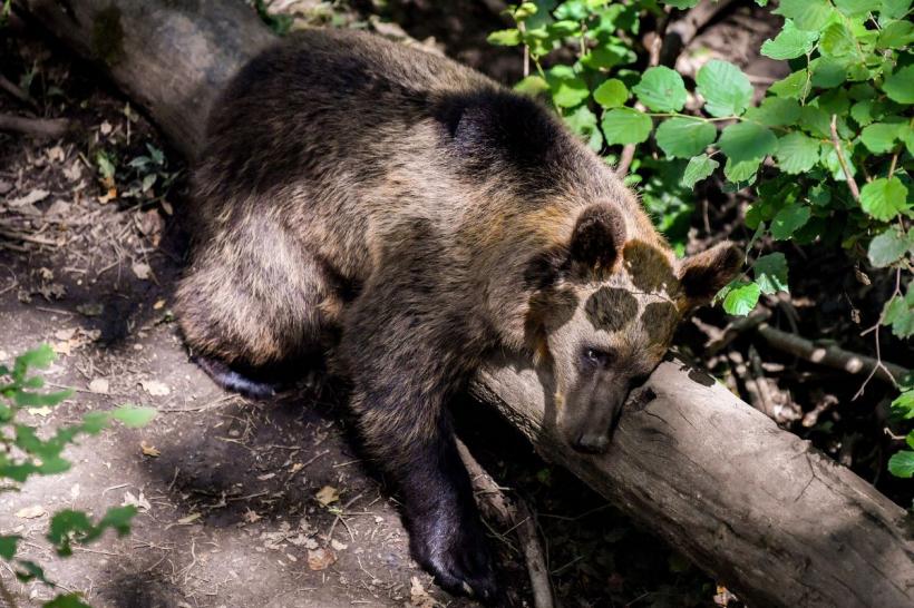 O femeie a murit după ce a fost urmărită de un urs în munții Tatra din Slovacia