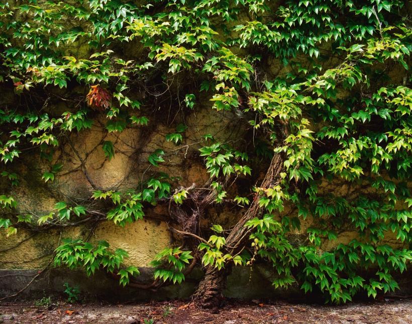 Cele mai parfumate flori de grădină 18890025