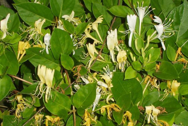 Cele mai parfumate flori de grădină 18890026