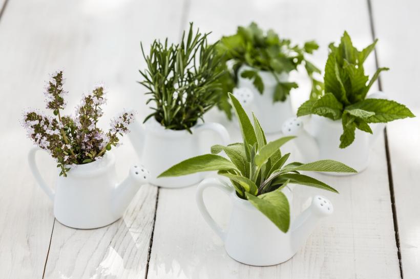Plante de interior care purifică aerul din locuință