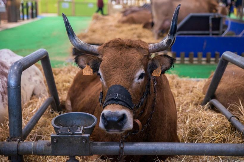 Descoperire revoluționară: O vacă modificată genetic produce insulină umană în lapte!