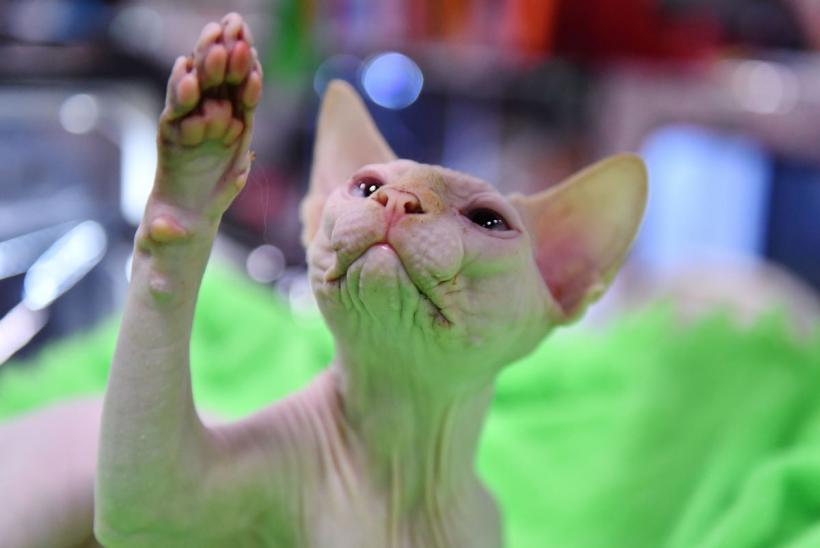 10 rase de pisici ideale pentru persoanele care suferă de alergii