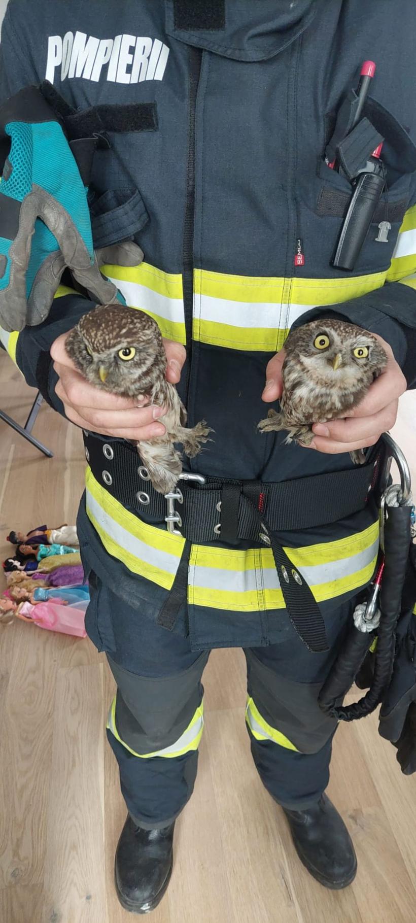 Doi pui de bufniță, blocați în coșul de fum al unei case din Oradea, au fost salvați de pompieri 18890805