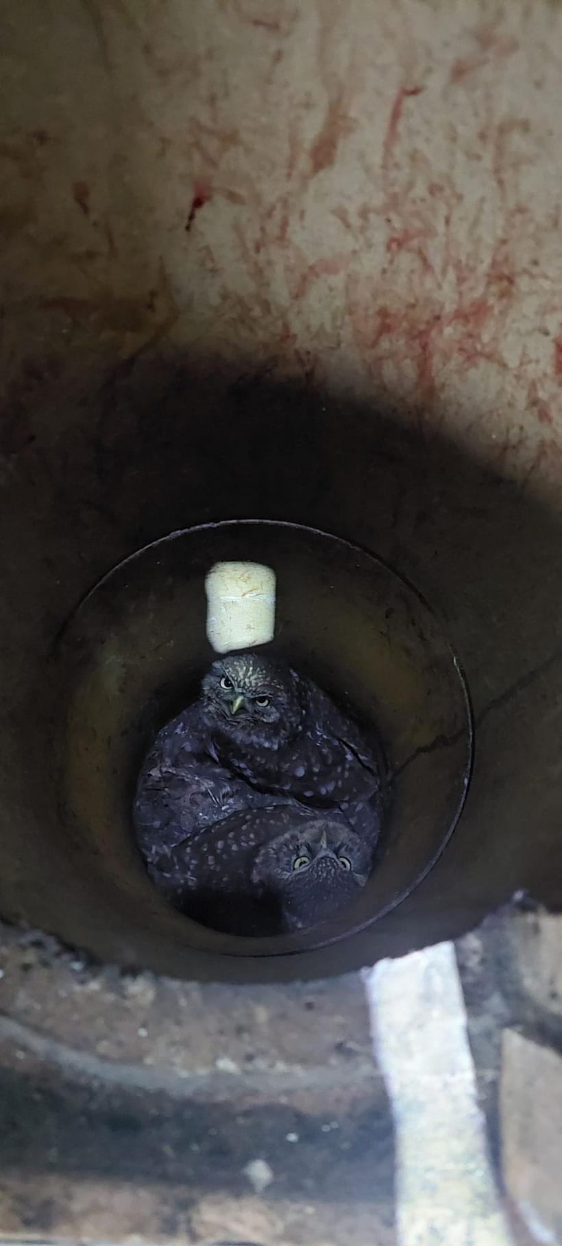 Doi pui de bufniță, blocați în coșul de fum al unei case din Oradea, au fost salvați de pompieri 18890806