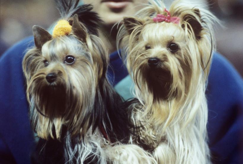 10 rase de câini perfecte pentru persoanele anxioase