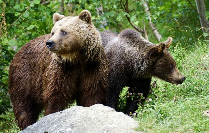 Mesaj Ro-Alert în Harghita, după ce trei urși au fost văzuți într-o localitate