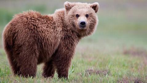 Ursoaică cu patru pui, la plimbare într-o localitate din Harghita