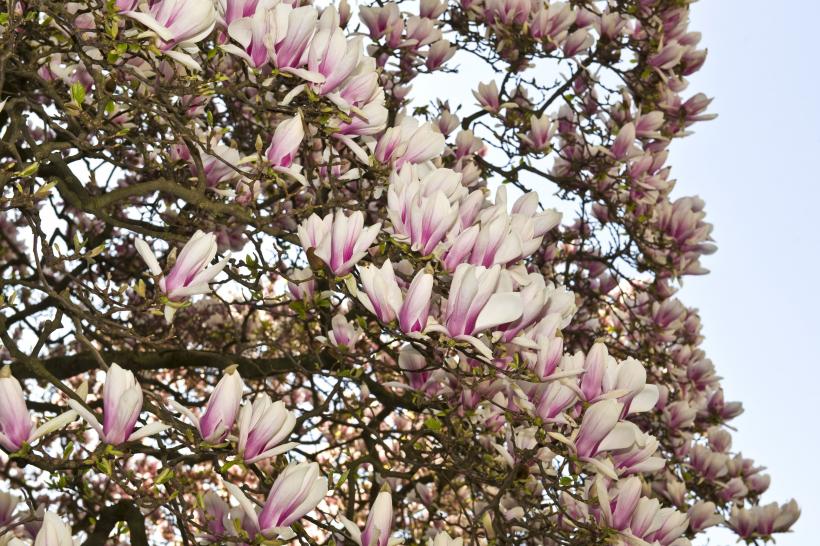 Simbolurile magnoliei, florile spectaculoase ale primăverii