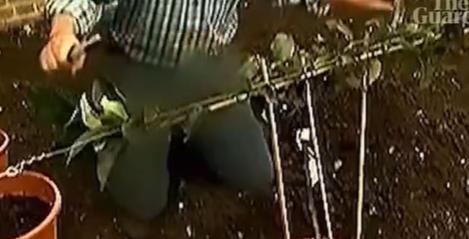 Cascadorii râsului: blugii realizatorului emisiunii de grădinărit de la BBC, cenzurați la televiziunea din Coreea de Nord 18891440