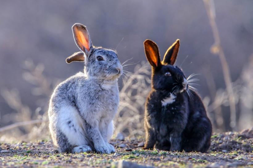 Horoscopul lunii aprilie 2024: A venit momentul să pășești pe calea spre succes 18892026