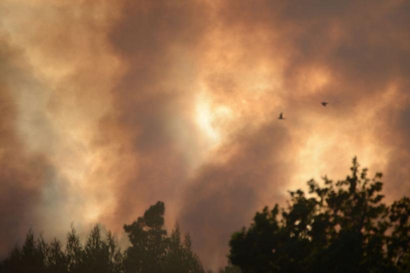 Incendiu de pădure pe 6 hectare, în zona Valea Doftanei