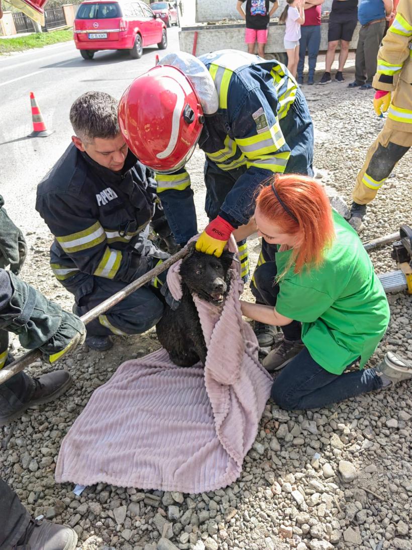 Un cățel blocat într-o conductă a fost salvat de pompieri. Aceștia au găurit asfaltul și conducta 18892328