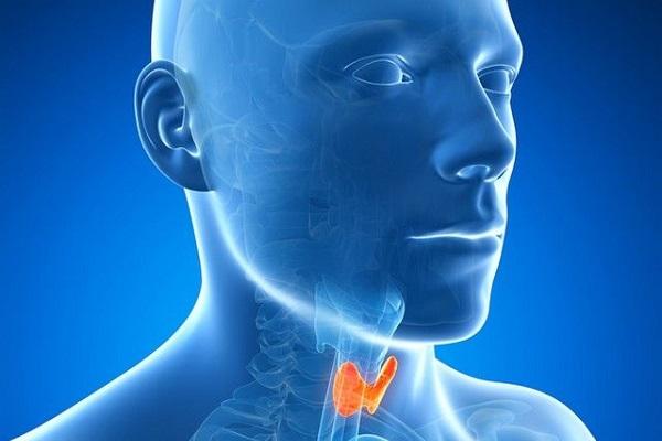 Importanța hormonilor tiroidieni pentru organismul uman