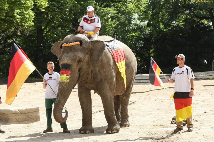 Botswana vrea să trimită 20.000 de elefanți în Germania: „Să locuiască germanii cu animalele!”