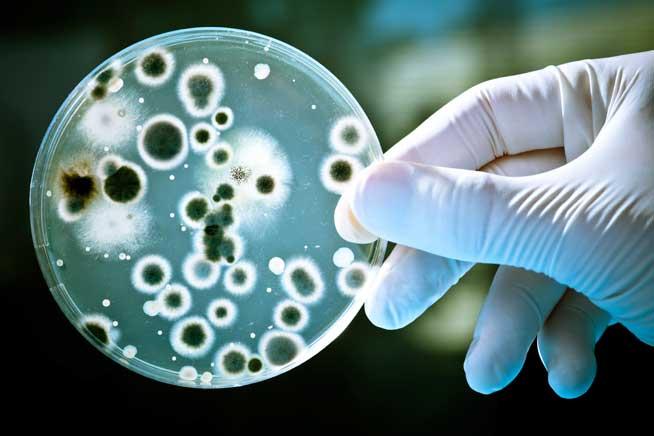 Descoperire: bacteriile care te scapă de colesterol
