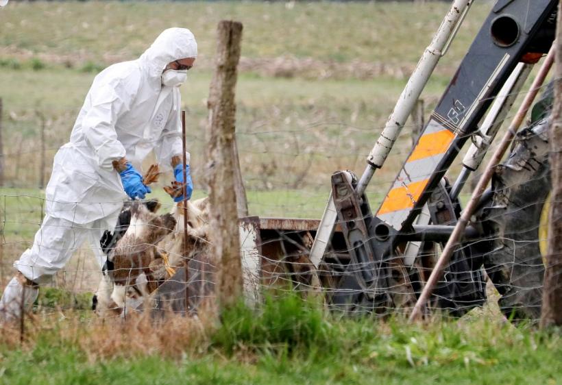 15 țări europene, lovite de virusul gripei aviare, anul acesta. România este înconjurată