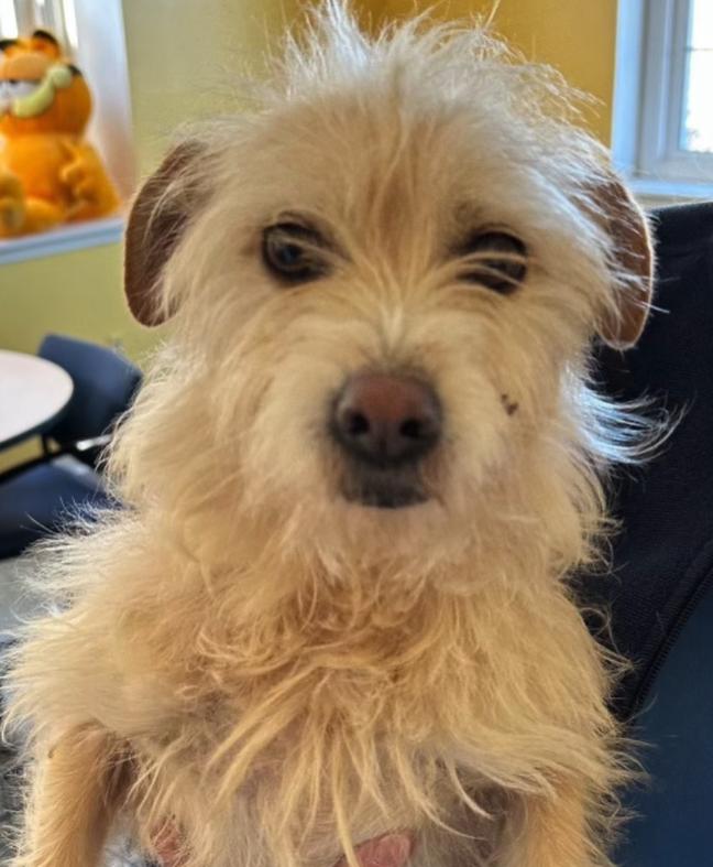  Mishka, un cățel dispărut în iulie anul trecut a fost găsit la 3.000 de kilometri de casă 18892938