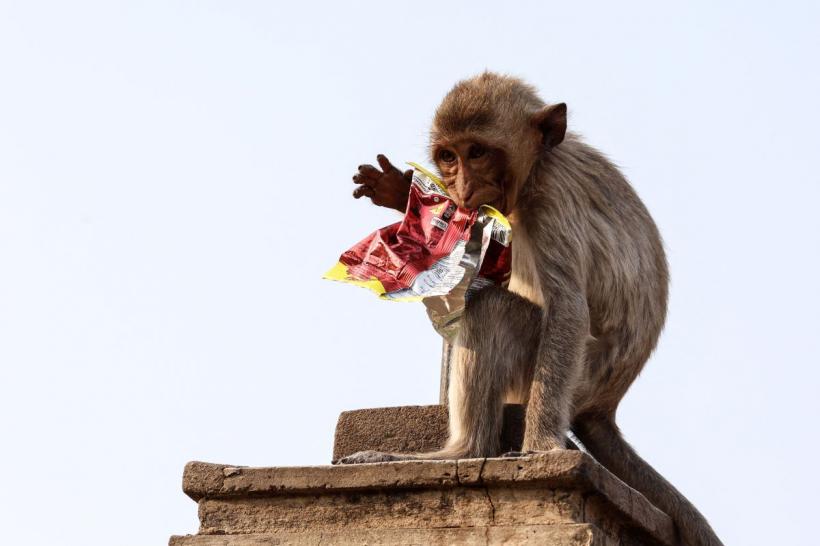 Maimuțele dintr-un oraș thailandez sunt agresive cu turiștii și localnicii