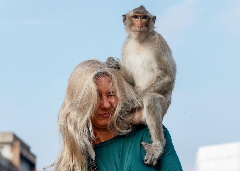 Maimuțele dintr-un oraș thailandez sunt agresive cu turiștii și localnicii 18893111