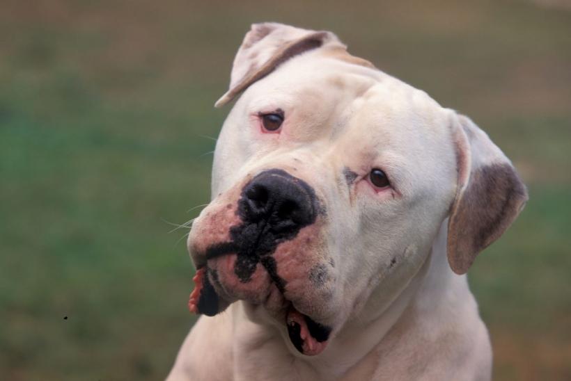 De ce își înclină câinele capul într-o parte atunci vorbești cu el 18893450