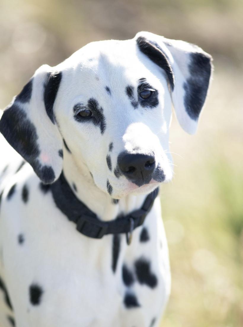 De ce își înclină câinele capul într-o parte atunci vorbești cu el 18893452