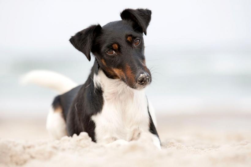 De ce își înclină câinele capul într-o parte atunci vorbești cu el 18893453