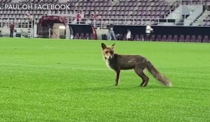 O vulpe a intrat pe stadionul din Giuleşti, după meciul Rapid-CFR Cluj. Imaginile au devenit virale