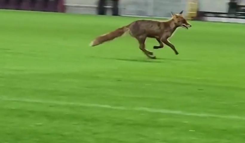 O vulpe a intrat pe stadionul din Giuleşti, după meciul Rapid-CFR Cluj. Imaginile au devenit virale 18893416