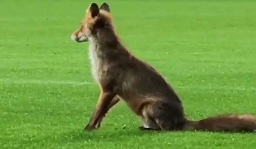 O vulpe a intrat pe stadionul din Giuleşti, după meciul Rapid-CFR Cluj. Imaginile au devenit virale 18893417