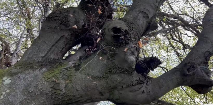 Minunea naturii: Un copac din România are peste 500 de ani și poate fi cuprins de cinci oameni. Unde se află 18893581