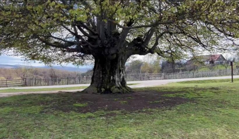 Minunea naturii: Un copac din România are peste 500 de ani și poate fi cuprins de cinci oameni. Unde se află