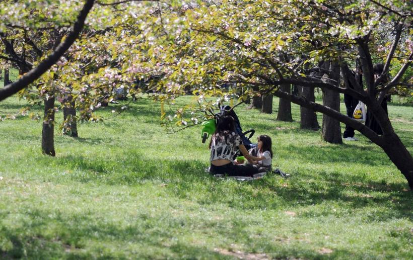 Festivalul Hanami, în Grădina japoneză 18893879