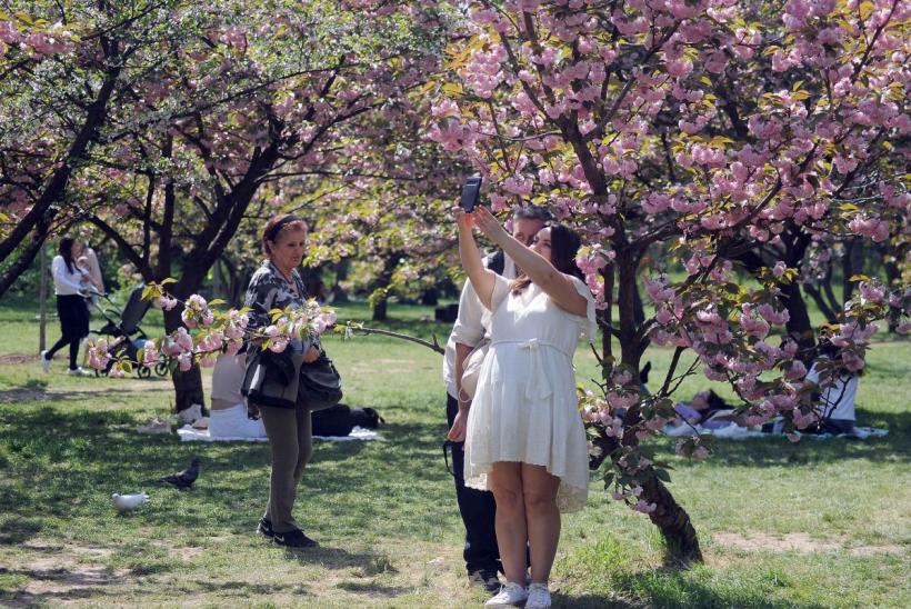 Festivalul Hanami, în Grădina japoneză 18893880