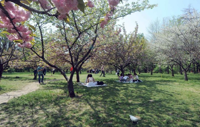 Festivalul Hanami, în Grădina japoneză 18893882