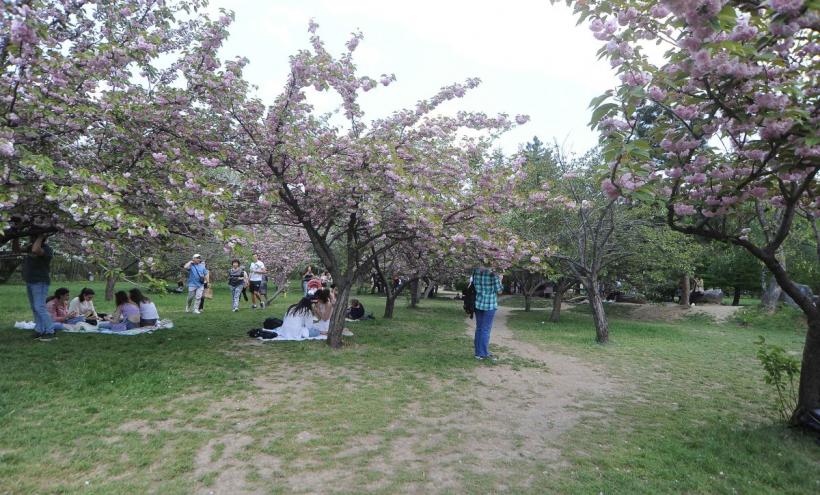 Festivalul Hanami, în Grădina japoneză 18893887