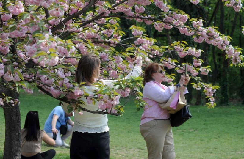 Festivalul Hanami, în Grădina japoneză 18893889