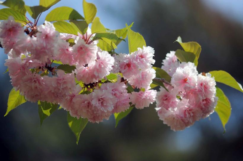 Festivalul Hanami, în Grădina japoneză 18893890