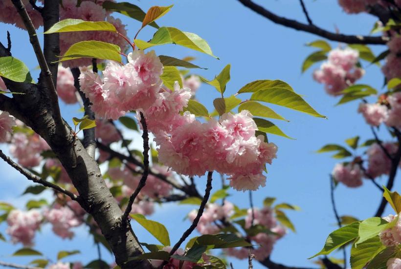 Festivalul Hanami, în Grădina japoneză 18893891